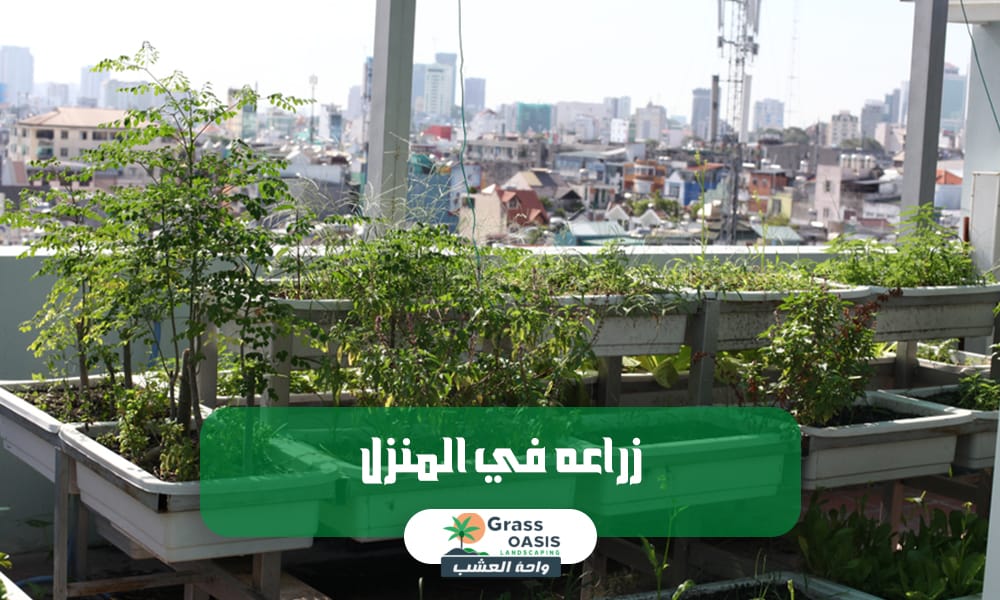 واحة العشب أفضل شركة للزراعة في المنزل